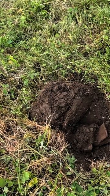 Находки в поле