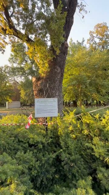 В Краснодаре поврежден исторический дуб 🌳🪾