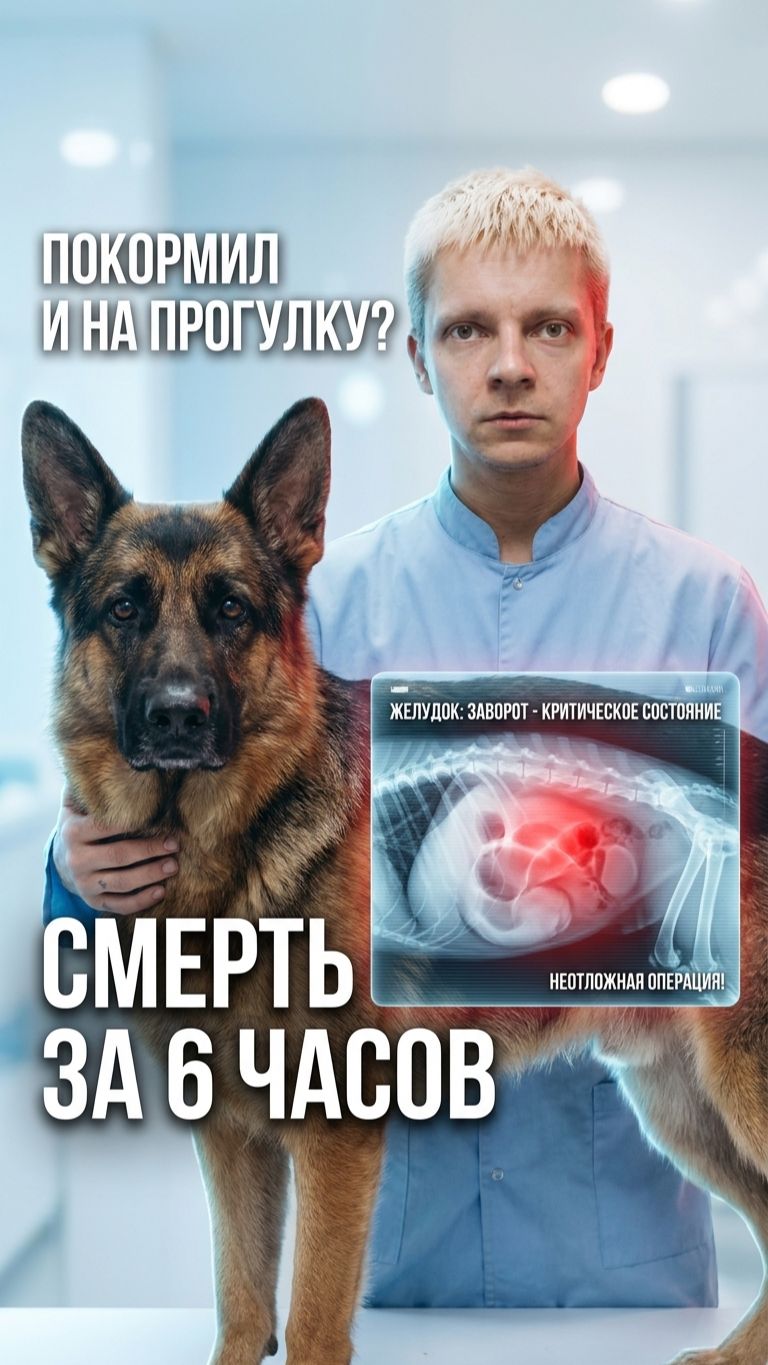 🐕 Покормили — и сразу гулять? Вот чем это может закончиться