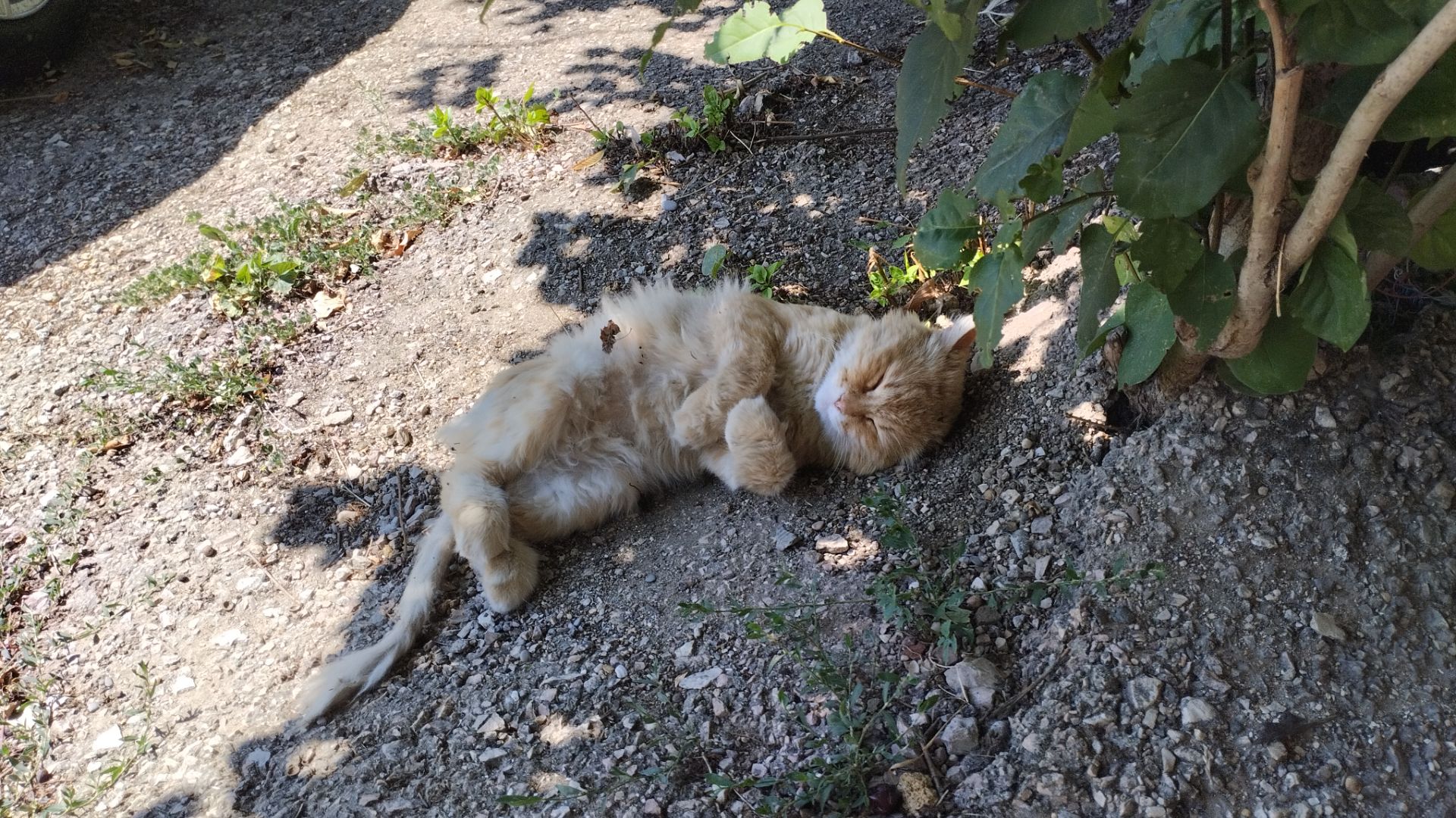КОТЫ НА ОТДЫХЕ-2! ЖАААРКО!