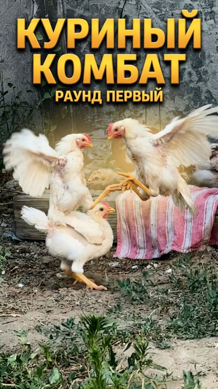 Куриный Mortal Kombat : ждали несушек из инкубатора а получили бойцовский клуб 🥊