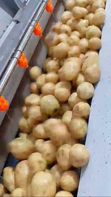 Машина для мойки и очистки корнеплодов ПищТех АКор