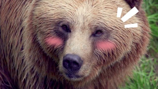 ЧиЧи ПингПинг. Песенки про животных, 1 сезон, 3 серия. Веселые медведи