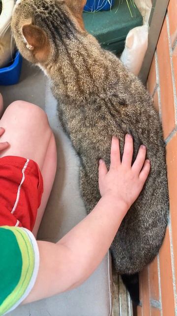 Когда котик решил поесть травку, а там...