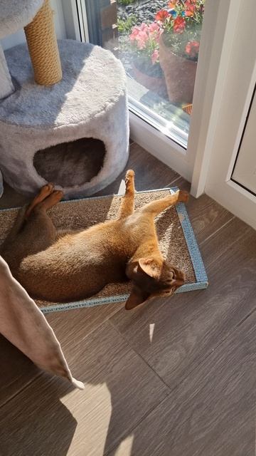 Спят усталые котята))