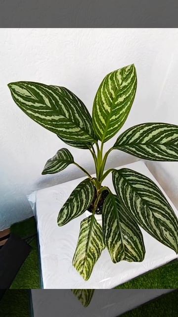 Аглаонема Страйпс (Aglaonema Stripes)