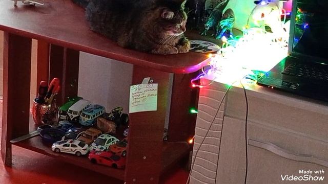 Мариуполь,мои питомцы 🐈🐈🐈🐈🕘💻☕