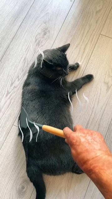 Кот