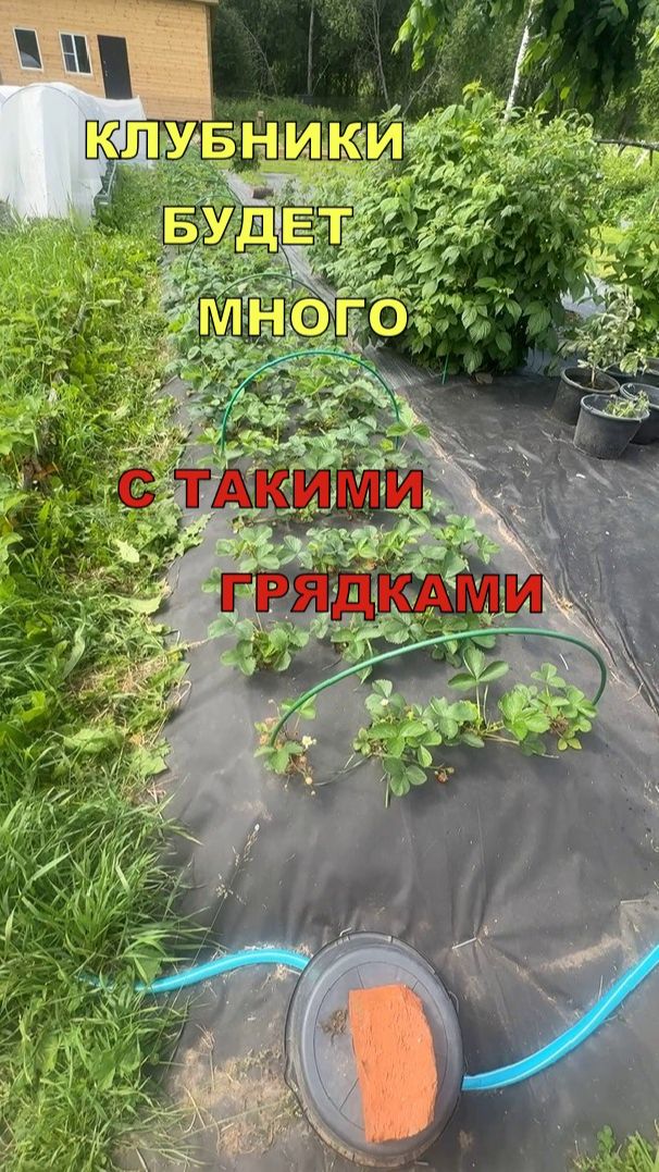 КЛУБНИКИ будет МНОГО – сделай ТАКУЮ ДЕШЕВУЮ ГРЯДКУ!