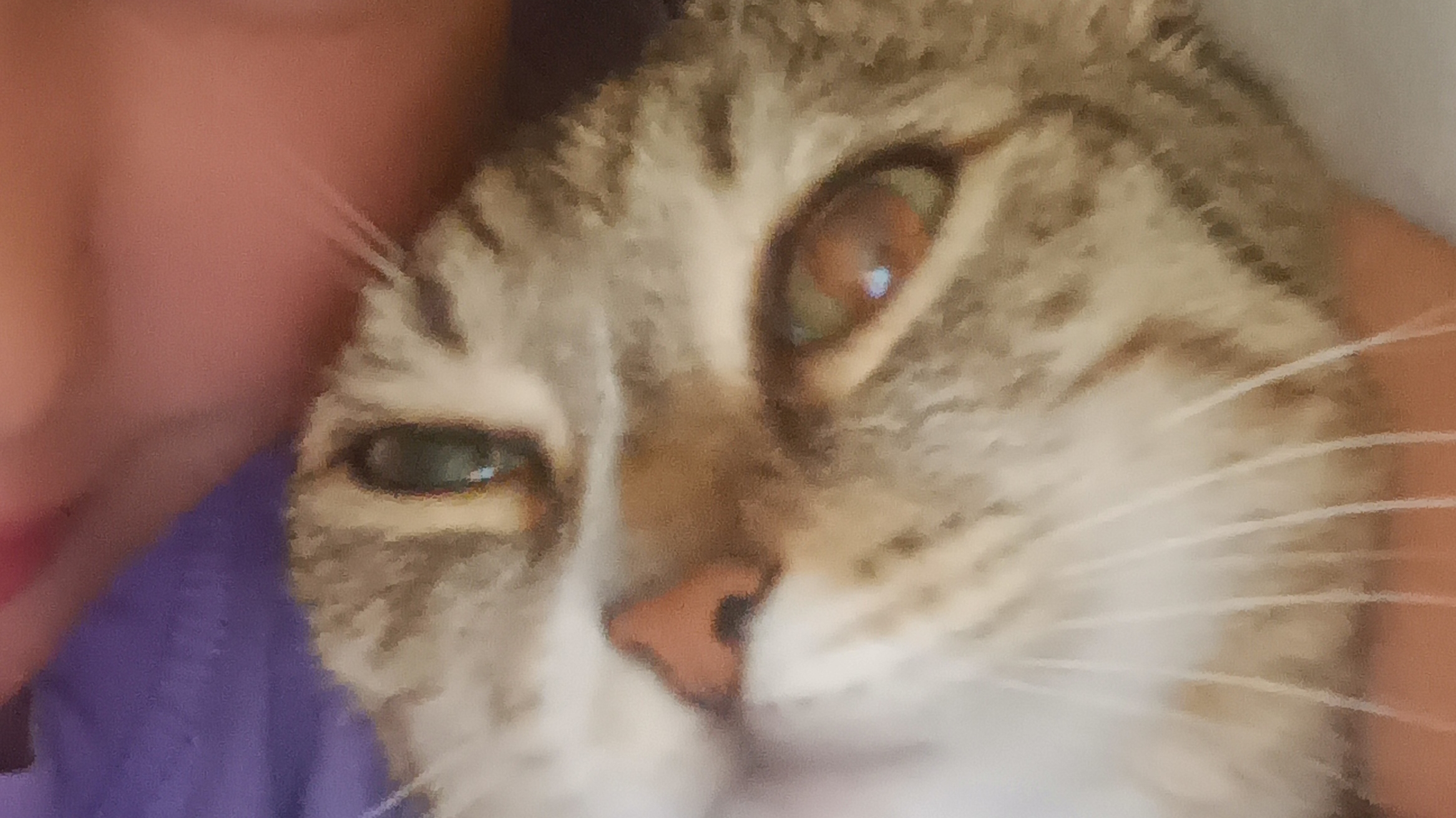 моя кошка
