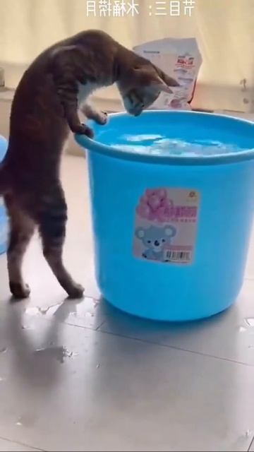 ЖАРА и для кошек ЖАРА