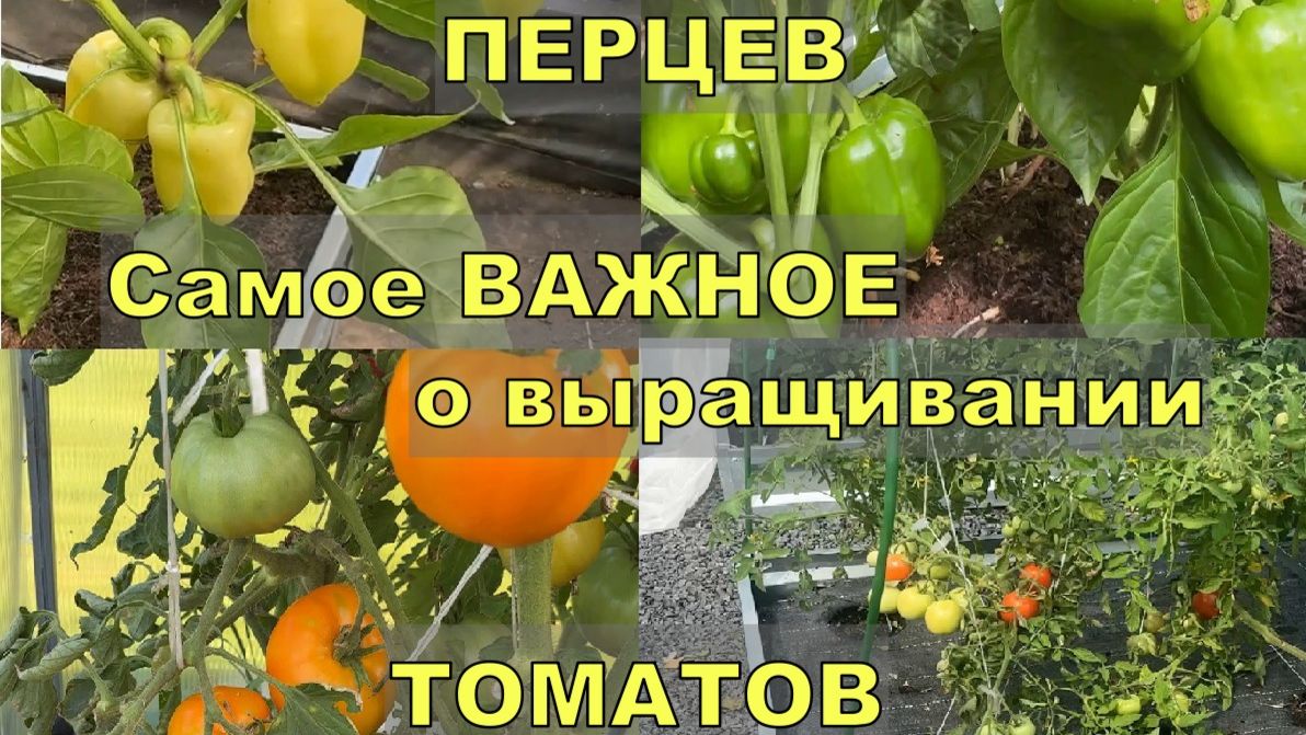 Делаем это для БОЛЬШОГО УРОЖАЯ ТОМАТОВ и ПЕРЦЕВ