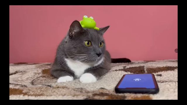 Core Я: котики в школе