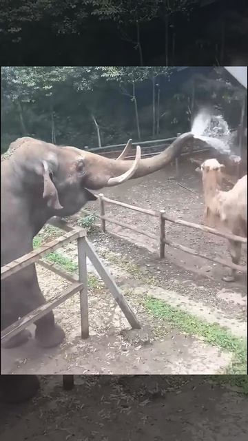 Верблюду нужна чистота! А то корабль пустыни, и без воды!