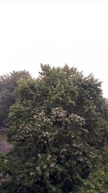 #tree