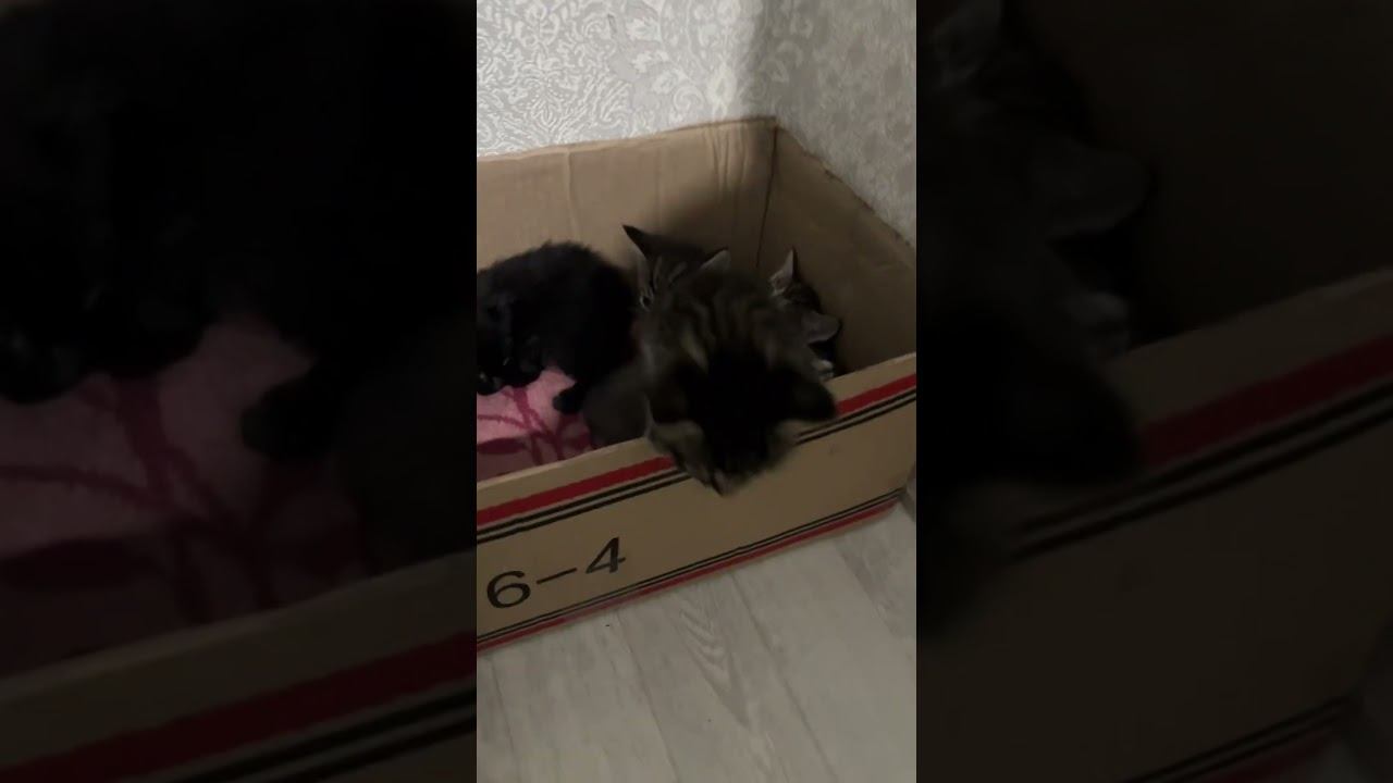 Котята catvideos веселыекоты