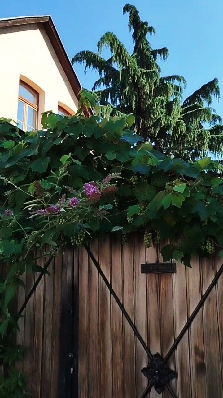 НЕМЕЦКИЙ ГОРОДОК РЮССЕЛЬСХАЙМ (РЯДОМ С ФРАНКФУРТОМ-НА-МАЙНЕ). 01.08.26