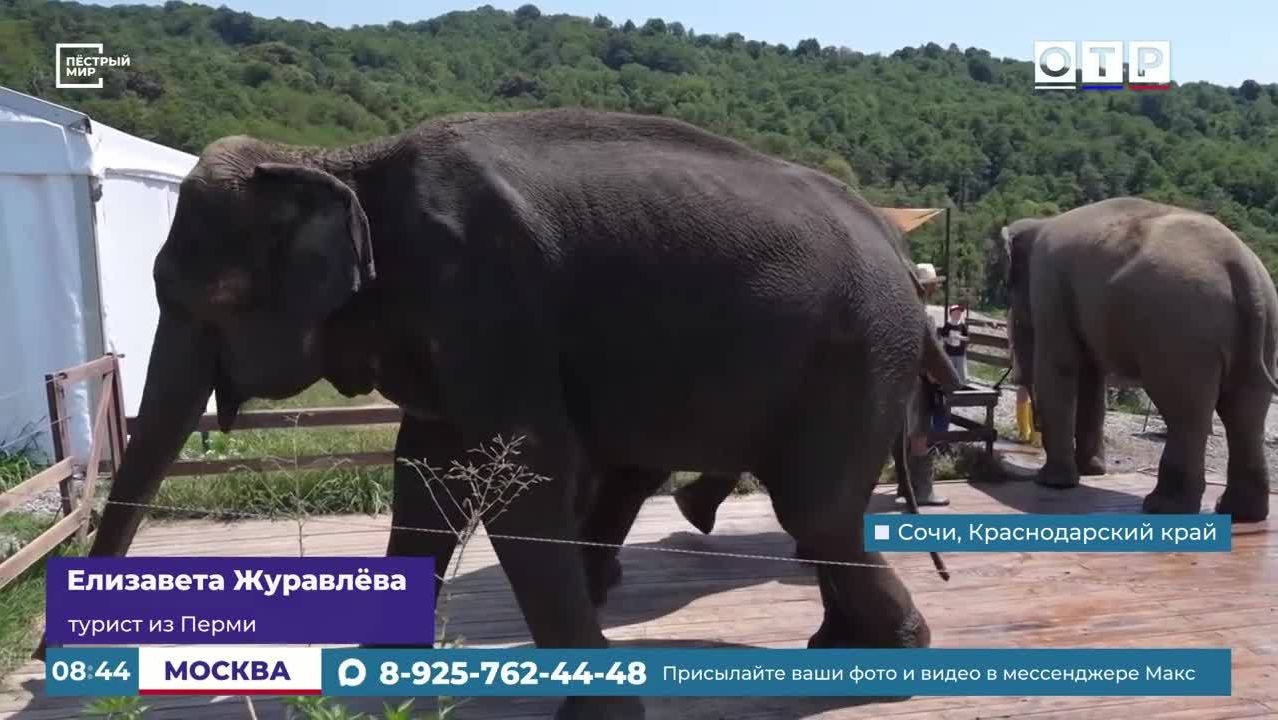 Летние каникулы цирковых звезд в Сочи