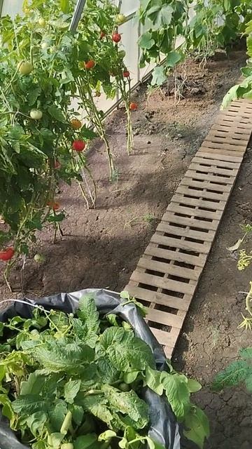 05.08.2026 Выкопали раннюю картошку. Сорвали первый арбуз