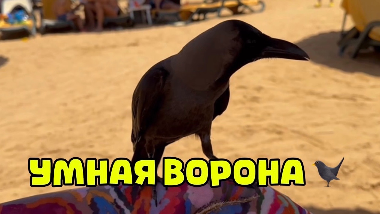 ЕГИПЕТ 🇪🇬 ШАРМ ЭЛЬ ШЕЙХ 🌴 новая ПОДРУГА на пляже 🌴сделала СПА ПРОЦЕДУРЫ