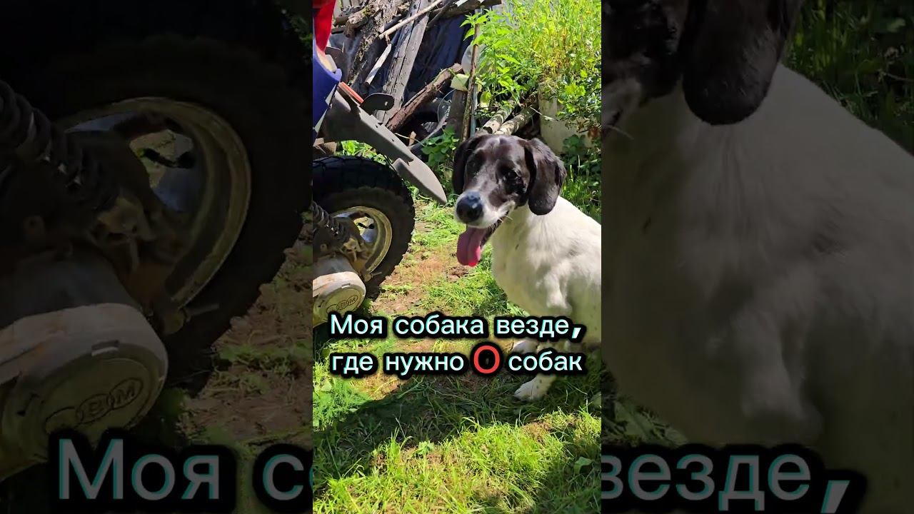 Эксперт #дачныеистории #дачасадогород #собака #собакадругчеловека