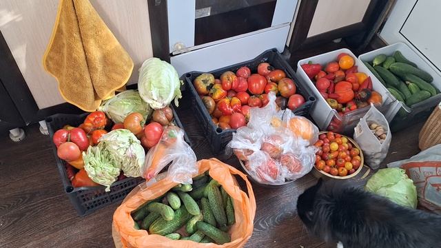 Начинаю заготовки на зиму 🍅🥒🫑❤️🫶