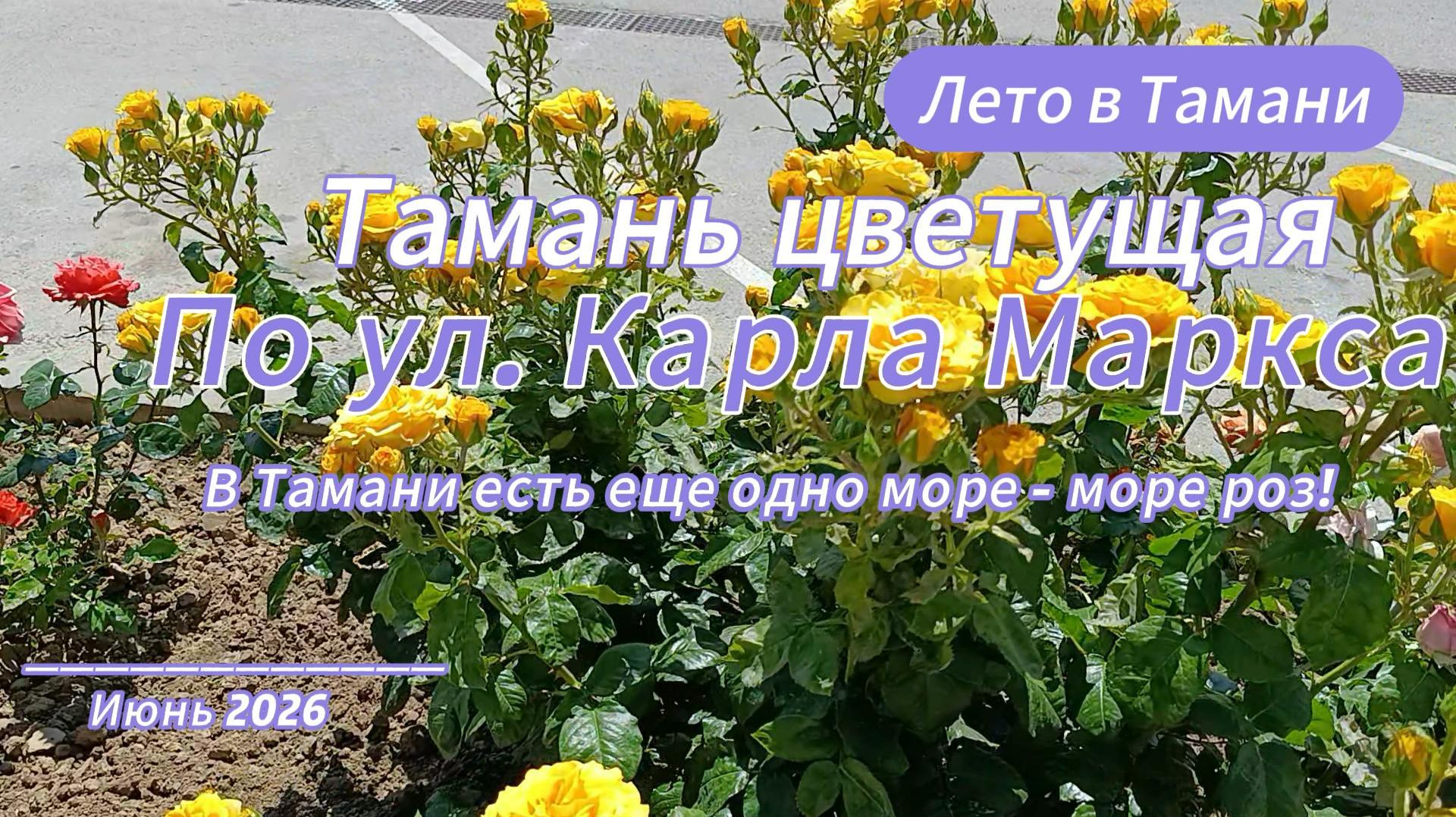 Тамань цветущая. Розы по ул. Карла Маркса