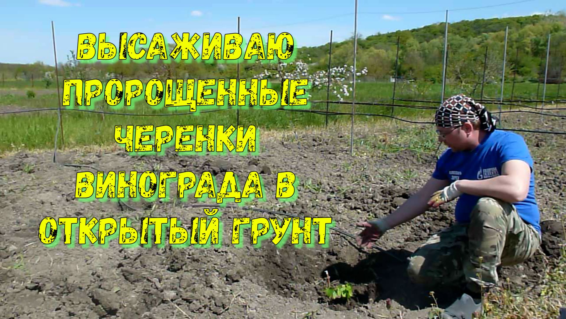 Черенки винограда, часть 4. Вегетирующие саженцы.