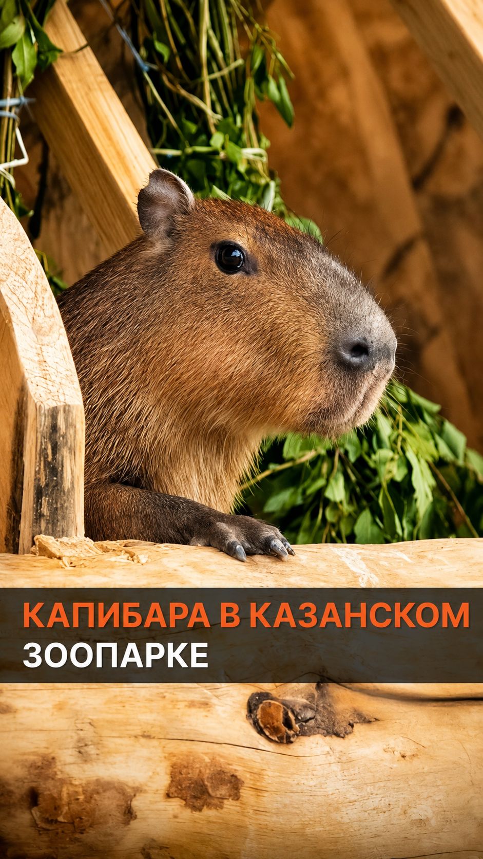 Капибара в казанском зоопарке