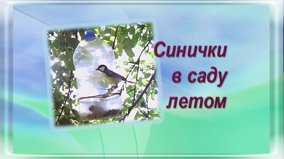 Синички в саду летом