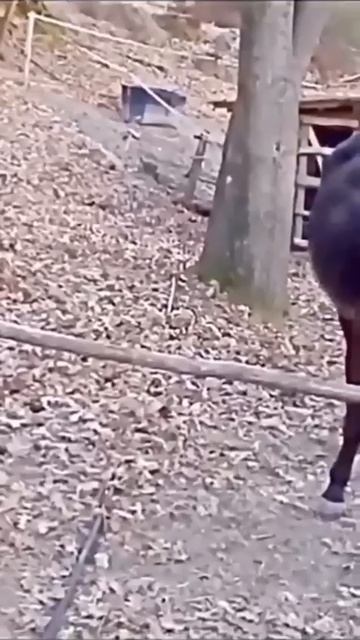 Даже ослы - не все ослы! А среди неослов - не ослов значительно меньше.