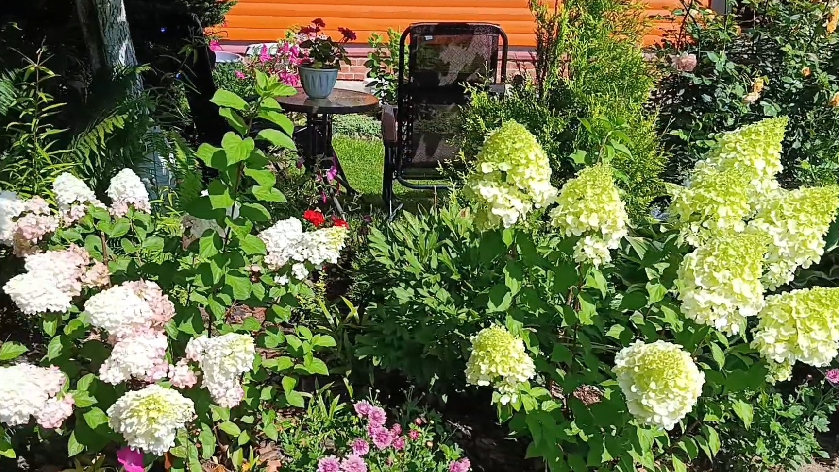 🫴 Чем подкормить гортензии в августе 🌺