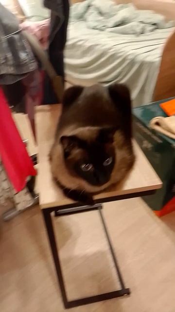 VID_20260807_153744
