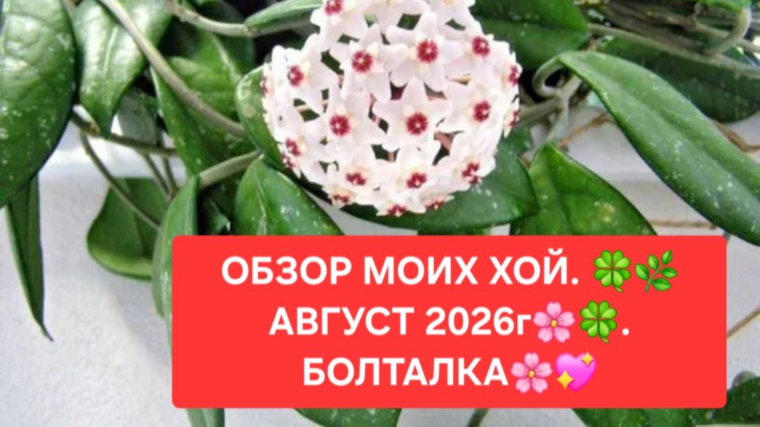 ОБЗОР МОИХ ХОЙ. АВГУСТ 2026г.🌸🍀БОЛТАЛКА.🌺🌳