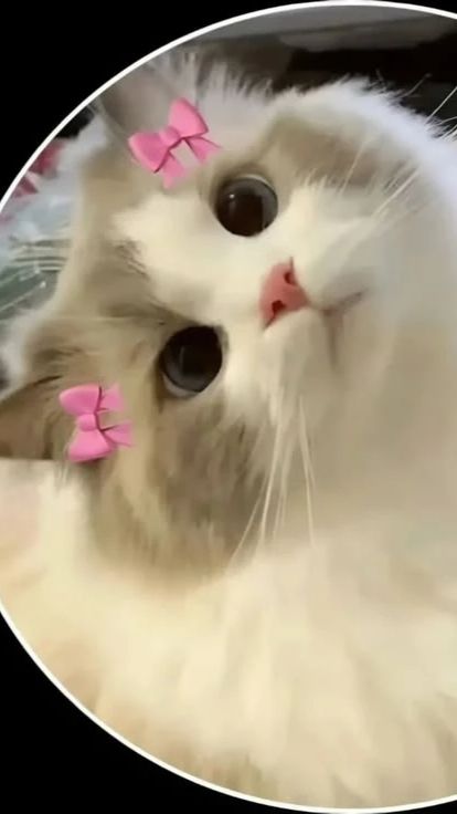 Video_15524986511280