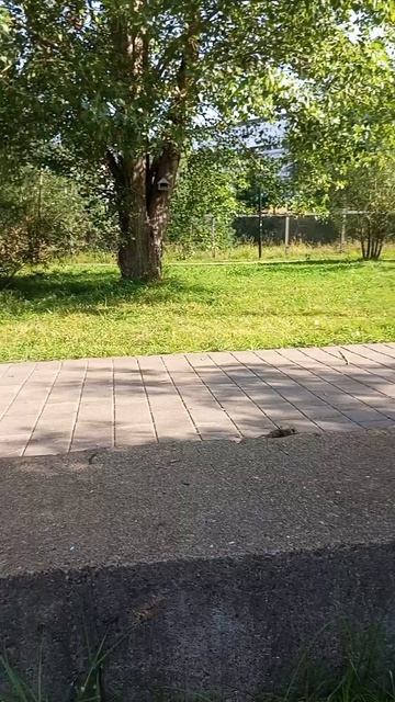 Точка Лова. Караси.