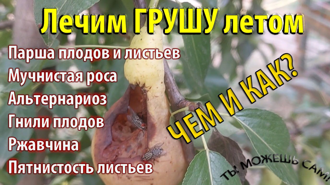 Лечим Грушу летом. ЧЕМ И КАК ВИДЕО!