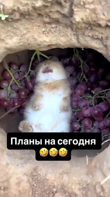 планы на сегодня🤣🤣🤣