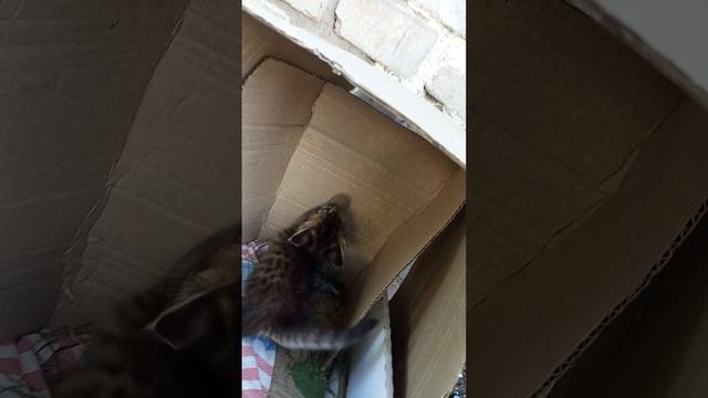 катёнок