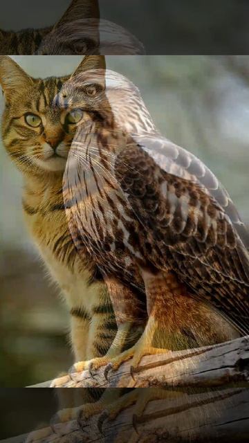 Короткий фильм