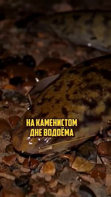 Где ловить налима осенью. Как поймать налима.