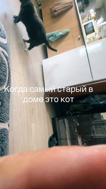 Кот