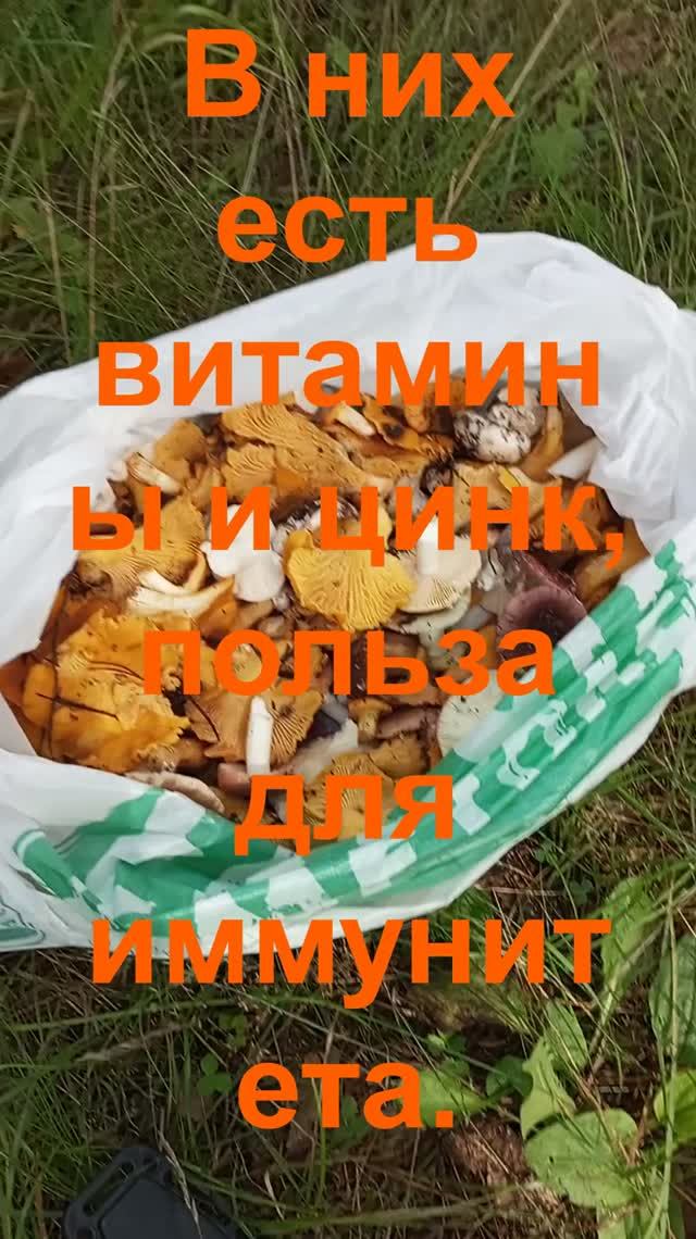 Лисички - лесной деликатес
