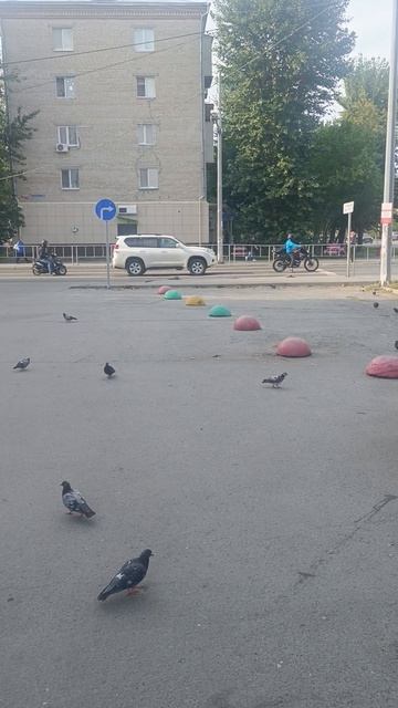 нашествие голубей