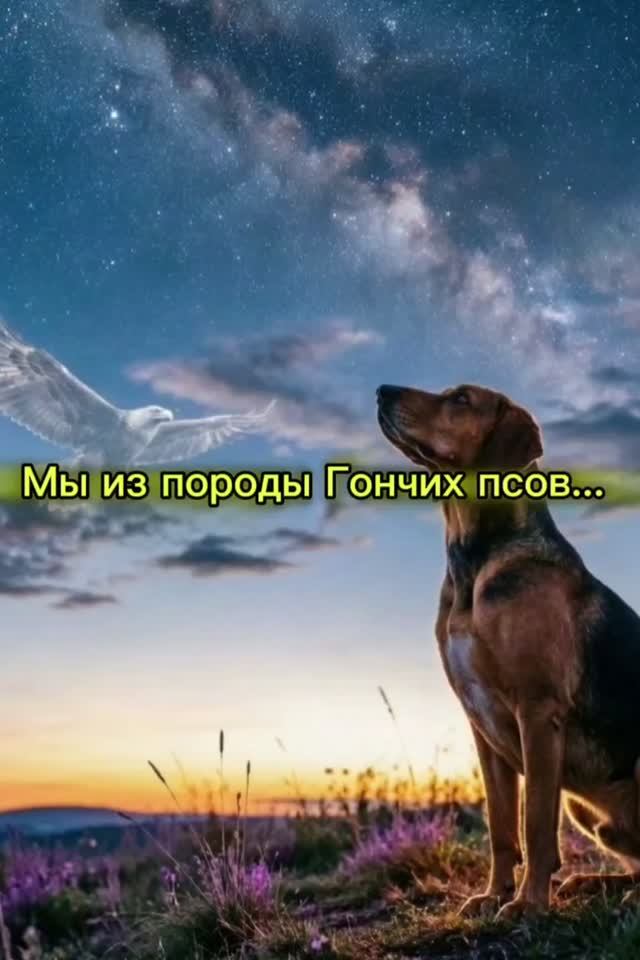  Мы из породы Гончих псов...  До слёз Shorts