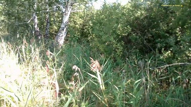 Подкалымил и сделал Берёзовые Веники.
