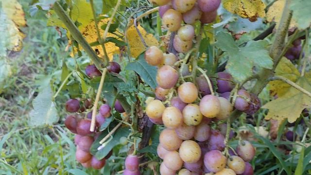 Эльвира форма Павловского