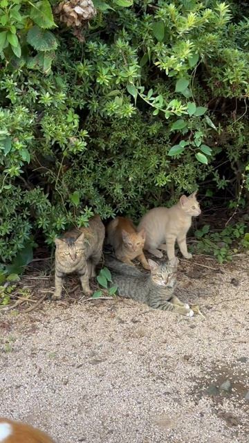 Котики с острова Чеджу