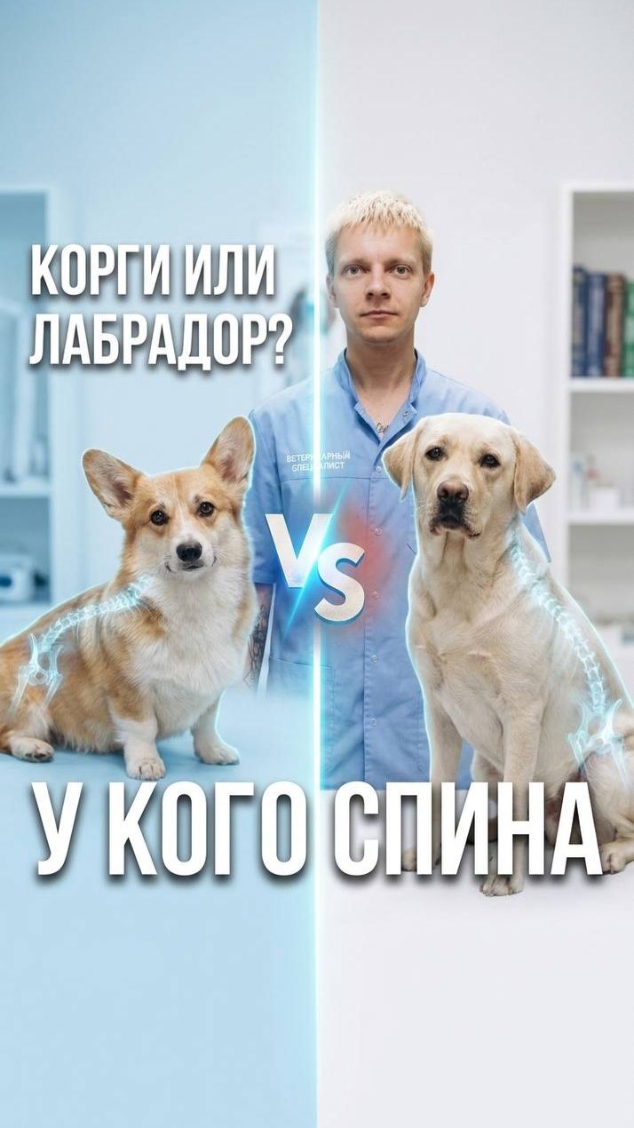 Корги или лабрадор — у кого спина слабее? 🐕