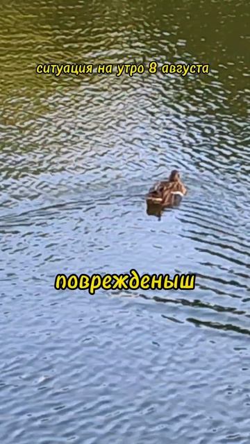 Поврежденыш